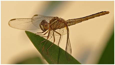 Crocothemis servilia femelle